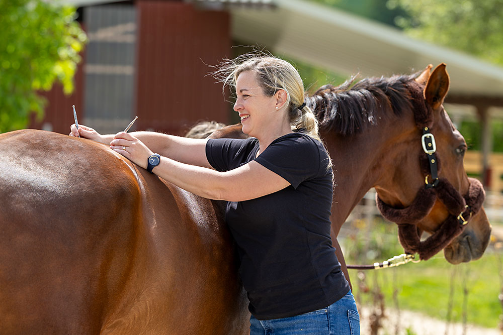 Behandlung Pferd Akupunktur