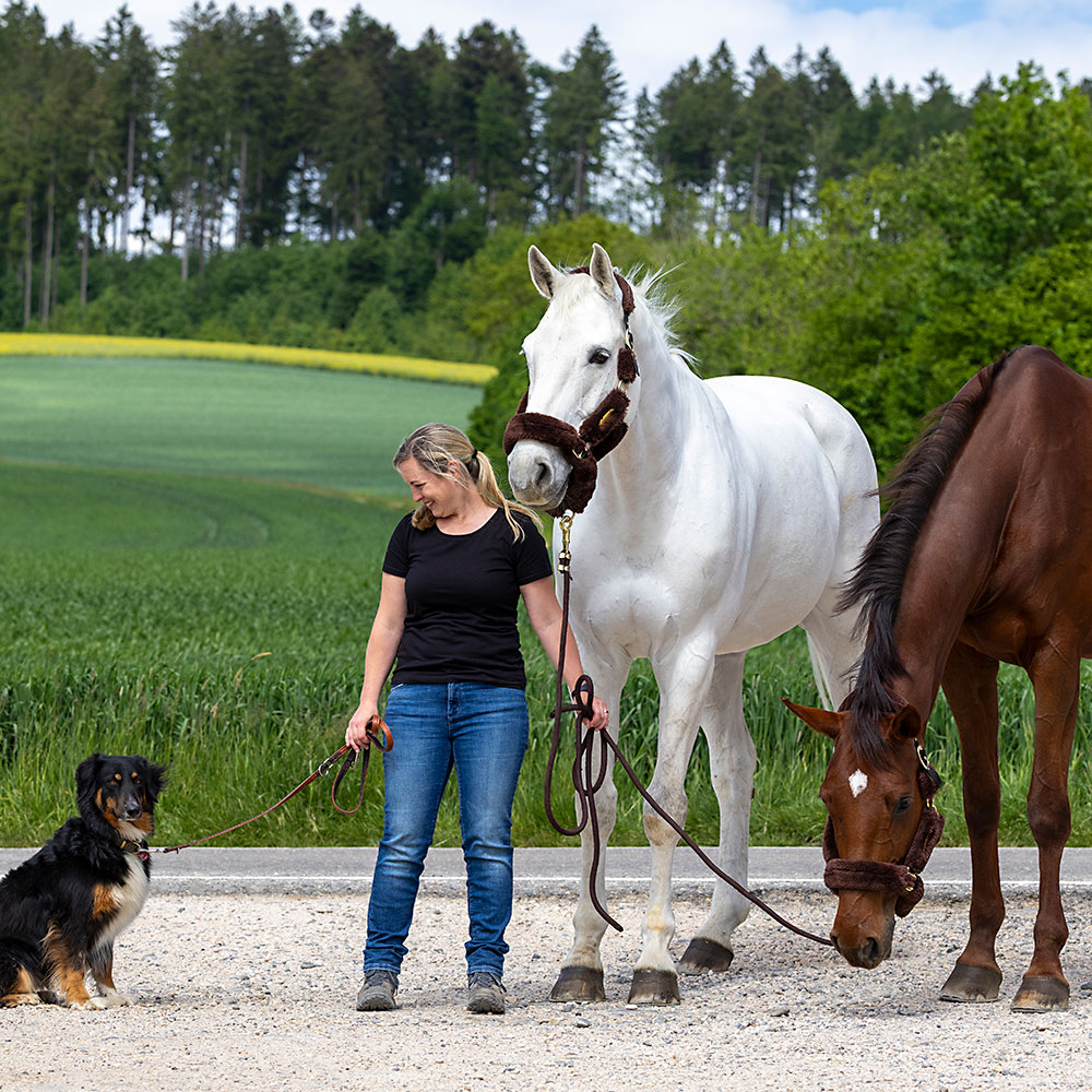 Physiotherapie bei Hunden und Pferden